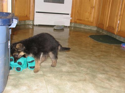 Bronte Killing A Stuffed Animal
